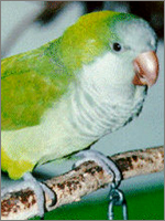 green quaker parrot