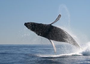 Whale Watching in Acapulco 